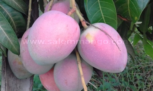 Miyazaki Mango online