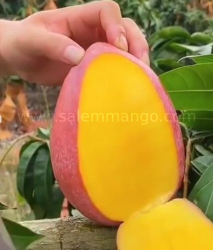 Miyazaki Mango online