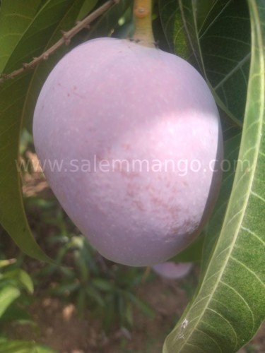 Miyazaki Mango online
