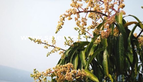 Why is Alphonso mango so expensive?