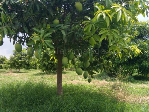 Rasalu mangoes Online | Bangalore | Hyderabad