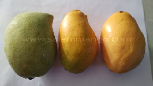 Rasalu mangoes Online | Bangalore | Hyderabad