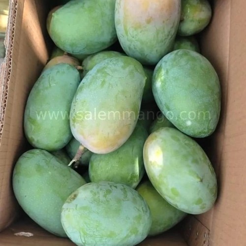 Gir Kesar mangoes online delivery India