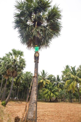 Top 5 Summer drinks one should consume