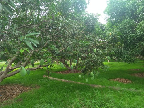 Mango Delivery Courier | 10 kg mango shopping
