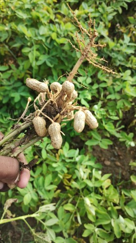 Where to buy premium organic peanut online