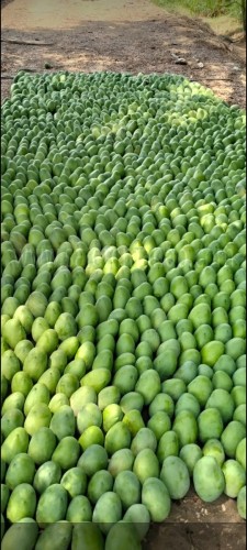 SalemMango Farm | Buy organic mango online