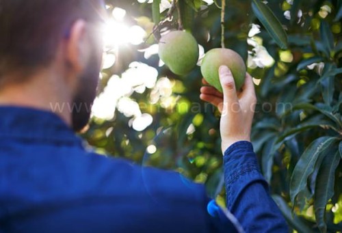 Salem Mangoes Online