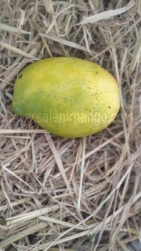Gudhadath Mango online | Salem Mango