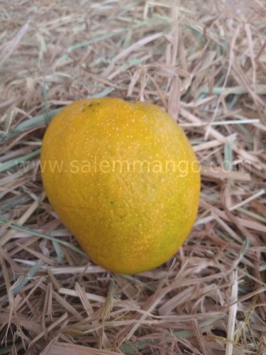 Malgova mango fresh and carbide free authentic 