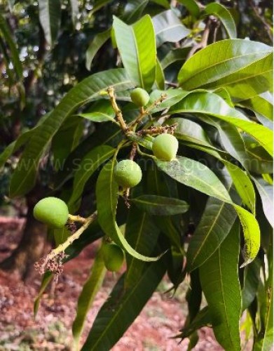 Why is Alphonso mango so expensive?