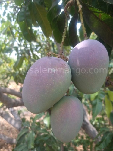Miyazaki Mango online