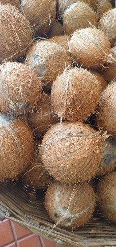 Pure Virgin Cold pressed Coconut Oil | Buy online