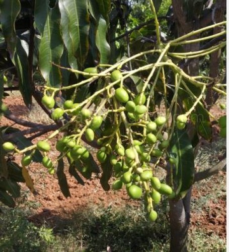 Appemidi mango online | Tender raw mango pickle 