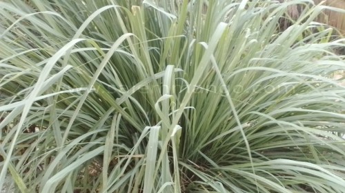 Buy dry Lemon grass online | Tea | Powder | Price