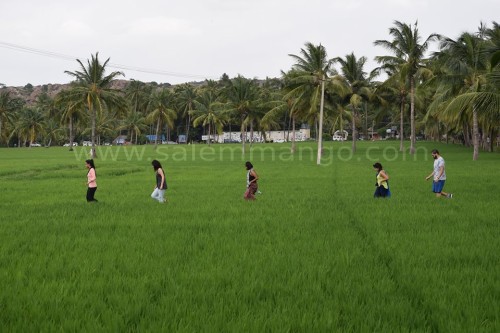 Garudan Samba Rice online | Kaadai Kazhuthan Rice 