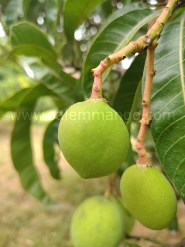 Salemmango Season 2025 | Alphonso | Imampasand 