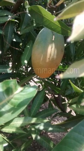 Salem Organic mangoes