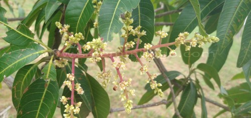 Mango hopper control and preventive meansures