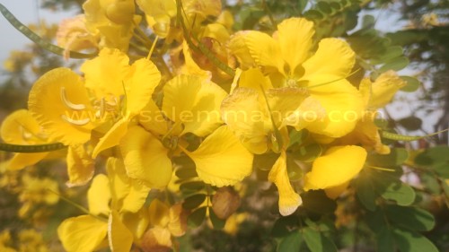 Aavarampoo Tea | Powder |Benefits | Buy online