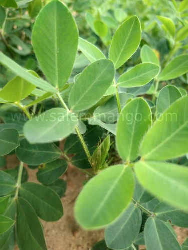 Where to buy premium organic peanut online