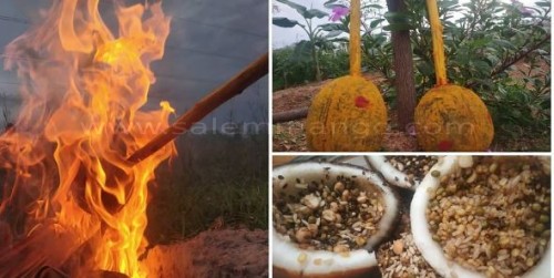 Aadi sale offers | Salemmango | Coconuts Free