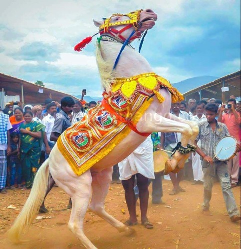 Anthiyur Gurunathaswamy Temple Festival 2025