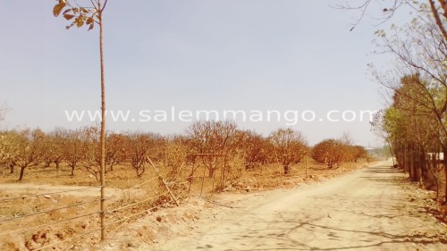 Salem Mango season 2024 |Poor Monsoon | Low yield 