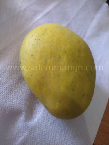 Organic Banganapalli mangoes Online -Home deliver