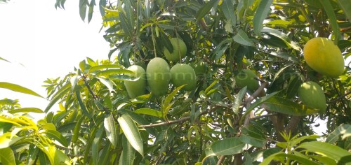 Organic Banganapalli mangoes Online -Home deliver