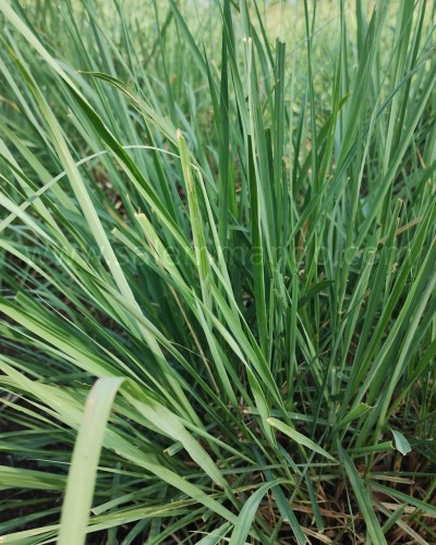 Buy dry Lemon grass online | Tea | Powder | Price