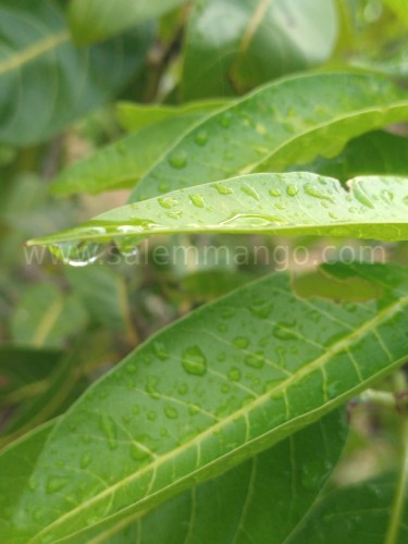 Buy Fresh mango leaves online | Festival | Toranam