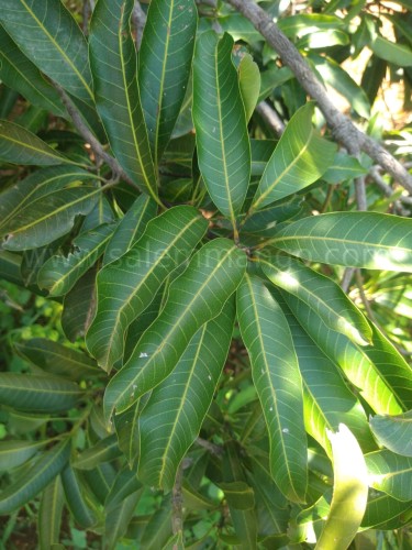 Buy Fresh mango leaves online | Festival | Toranam