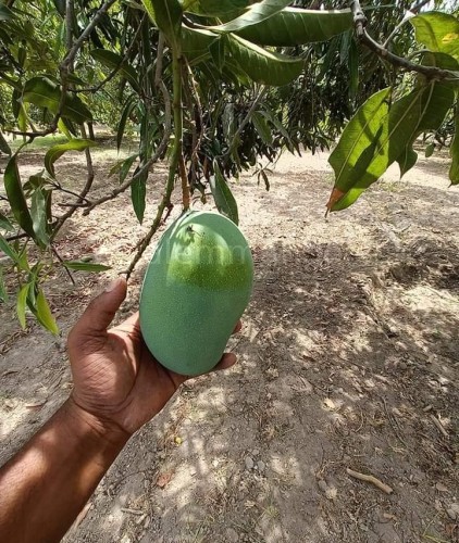 Buy Organic Mallika mangoes online | Bengaluru
