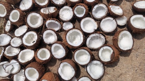 Coconut price today market | Fresh Coconut Online