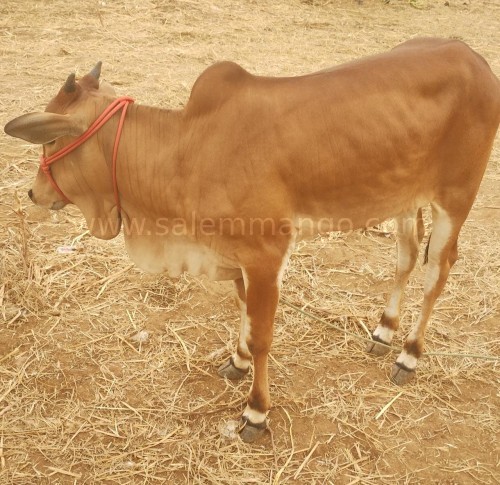 Best pure cow ghee direct from Farms