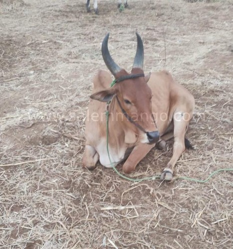 Best pure cow ghee direct from Farms