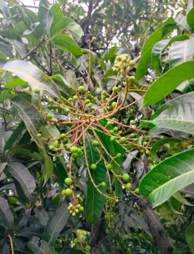 Vadu mangai |Tender mango | kaduku mangai 