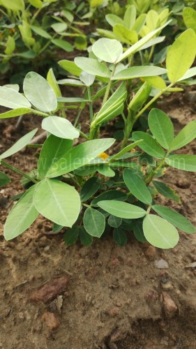 Organic Peanuts: Nutrition, Benefits & Uses