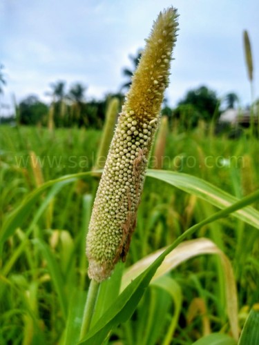 Foxtail Millet /Thinai | Superfood for Living