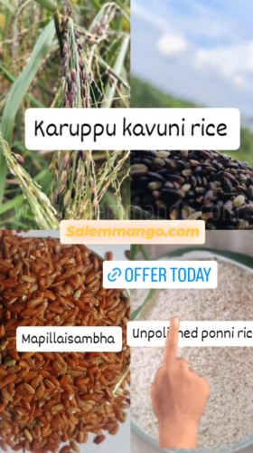 Free sample black rice online India 2025