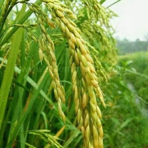 Garudan Samba Rice online | Kaadai Kazhuthan Rice 