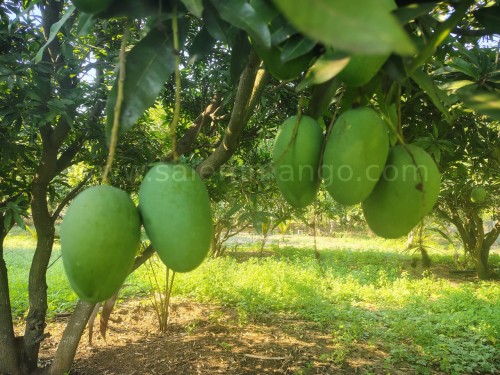 Imamapasand Mangoes health Benefits