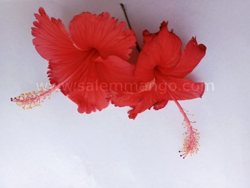 Hibiscus Flower powder online | Gudhal dried 