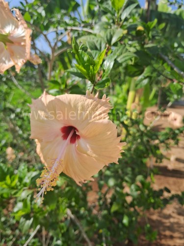 Hibiscus Flower powder online | Gudhal dried 
