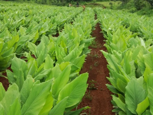 Organic Salem haldi online | raw turmeric | Fresh 