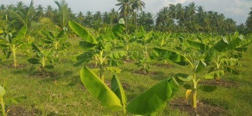 How Banana protects your health 