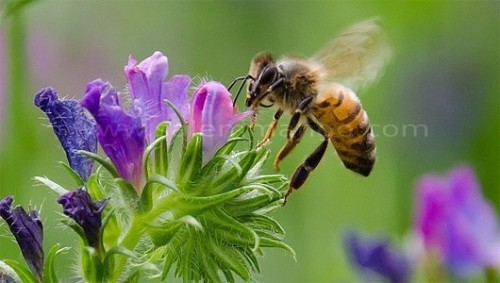 How to Use Honey for Fertility