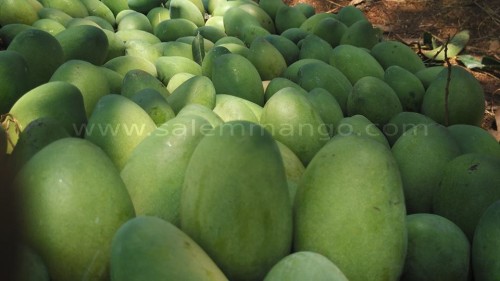Imam pasand Mango Season Availability
