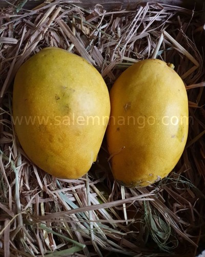 Top 10 Mango variety in India